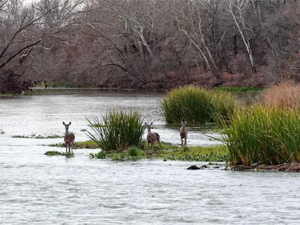 256 Greasy Bnd, Smithville, TX 78957