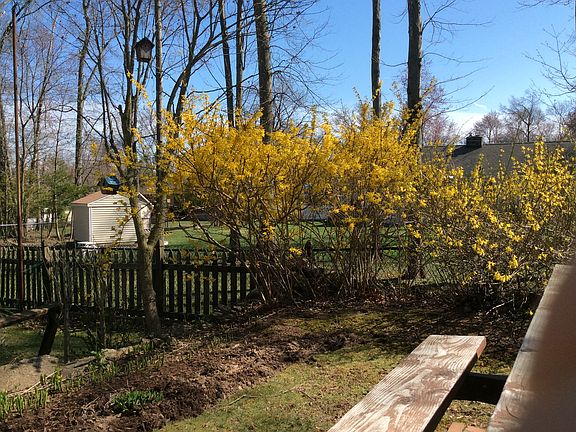 Spring Forsythias