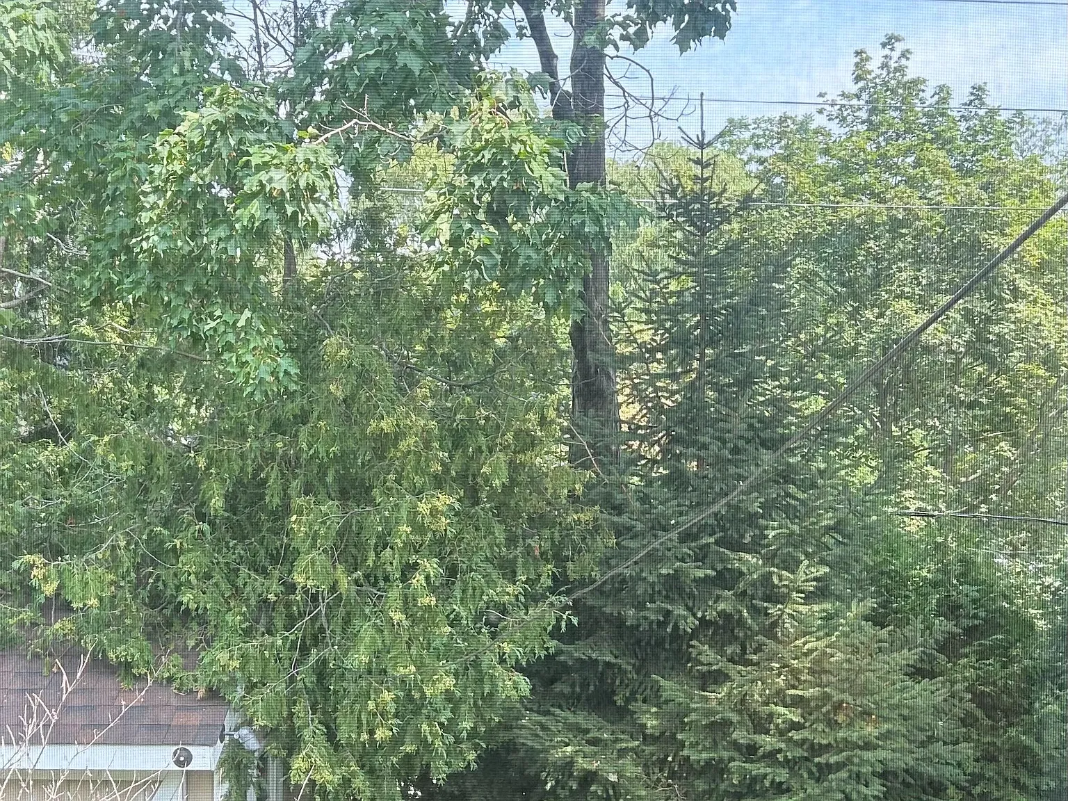 1 bed, $799 — Photo 4
