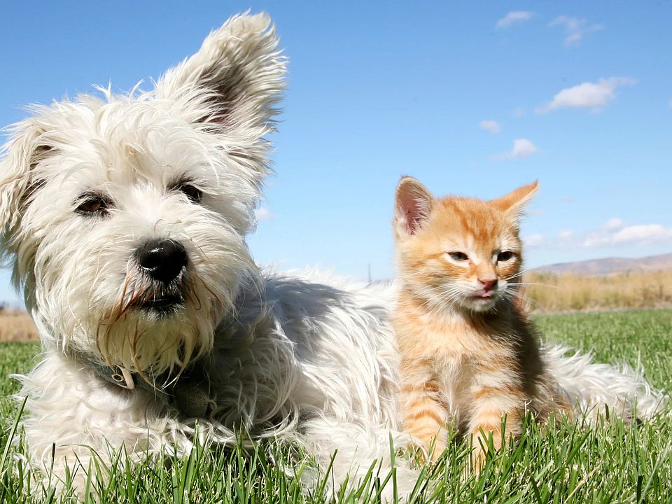 The Legacy at West Cobb offers pet friendly apartments in Marietta, so be sure to bring your furry friends along. It wouldn't be home without them!