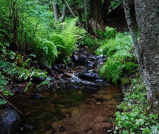 Lush ferns along creek