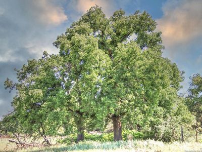 TBD RM 1323 LOT 4, Willow City, TX, 78675