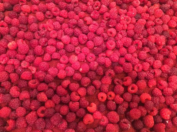 From the Garden
