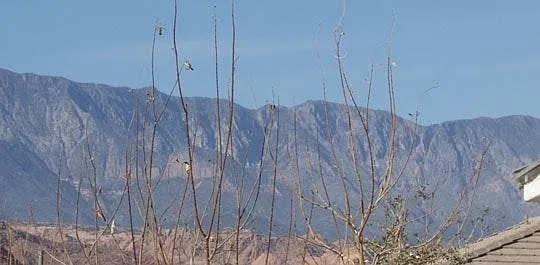View from Backyard during Summer