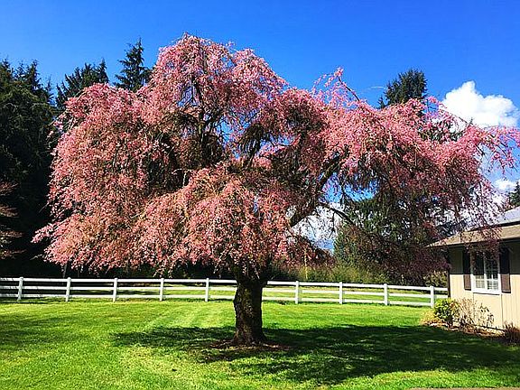 Cherry tree in front of home