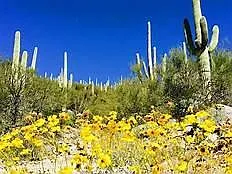 Paradise Foothills — Photo 17