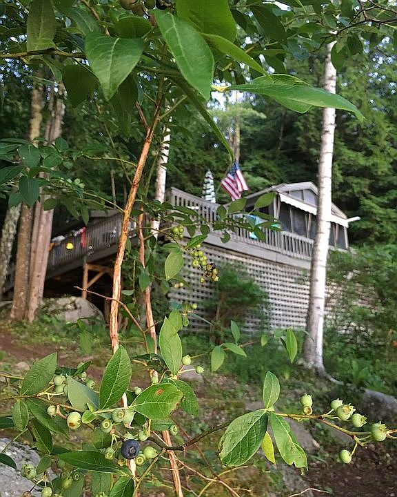 Cabin through blueberries 