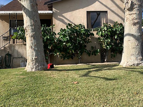 2 Established sycamore trees full foliage in the summer.