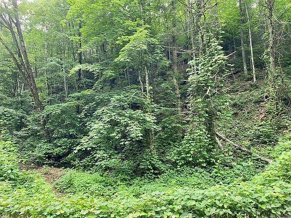 2nd image of 1 Black Walnut Flats Rd