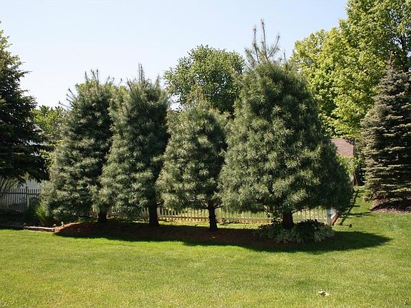 4th image of 106 Bridgeport Dr