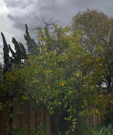 orange tree