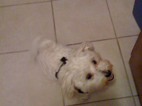 Puddin on the stone tile