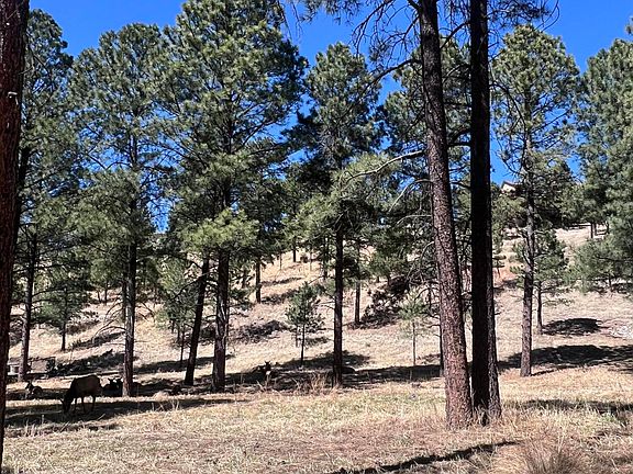 5th image of 215 White Mountain Meadows Dr