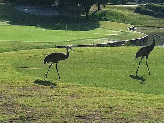 See wildlife from our porch