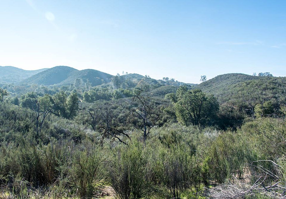 1st image of Calf Cyn