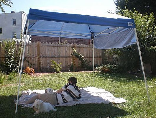 sunny, spacious, fenced in backyard