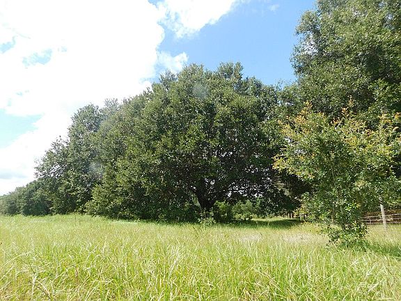 Beautiful oaks on property