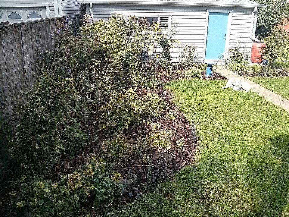 Back yard in July