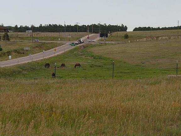 View of horses from front door