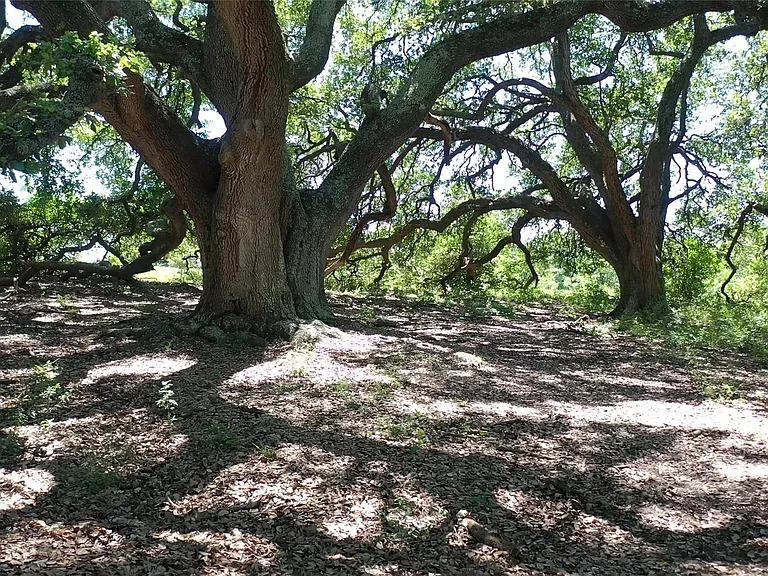 8616 FM 2502 — Photo 19