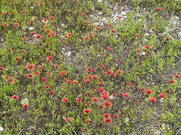 Wild flowers