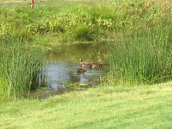 A lot of wild life. 