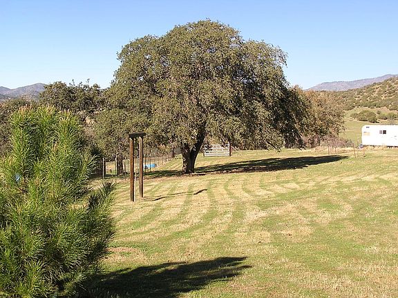 fenced yard oak trees