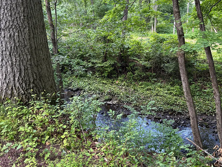 house backs into the greenery and the creek