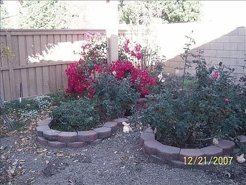 Back yard