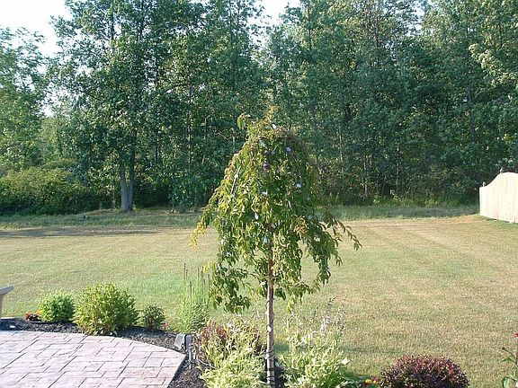 View of Woods