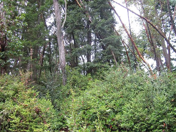 4th image of 8008 26th Ave NW