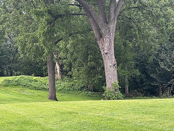 Large lawn