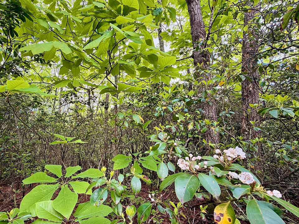 1st image of 0 Black Gum Gap Rd
