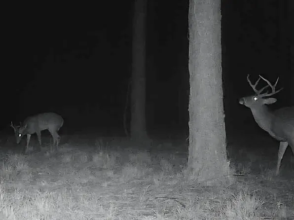 Us Highway 51, Bogue Chitto, MS 39629