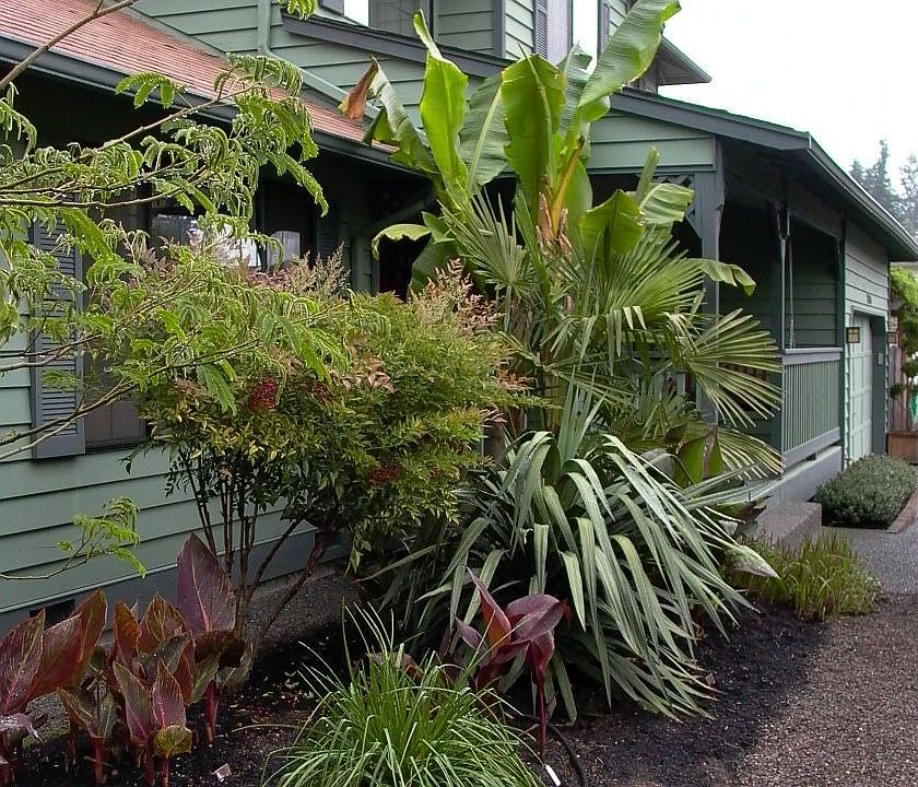 Jungle Garden