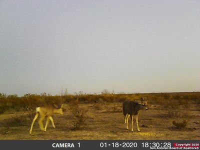 0 Harrison Ranch Rd, Dryden, TX, 78851