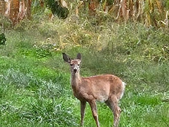 5th image of 3850 Peters Mountain Rd