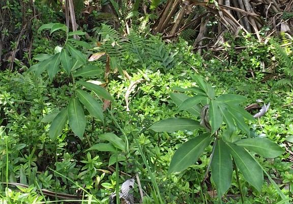 4th image of Opakapaka St Lot 1653