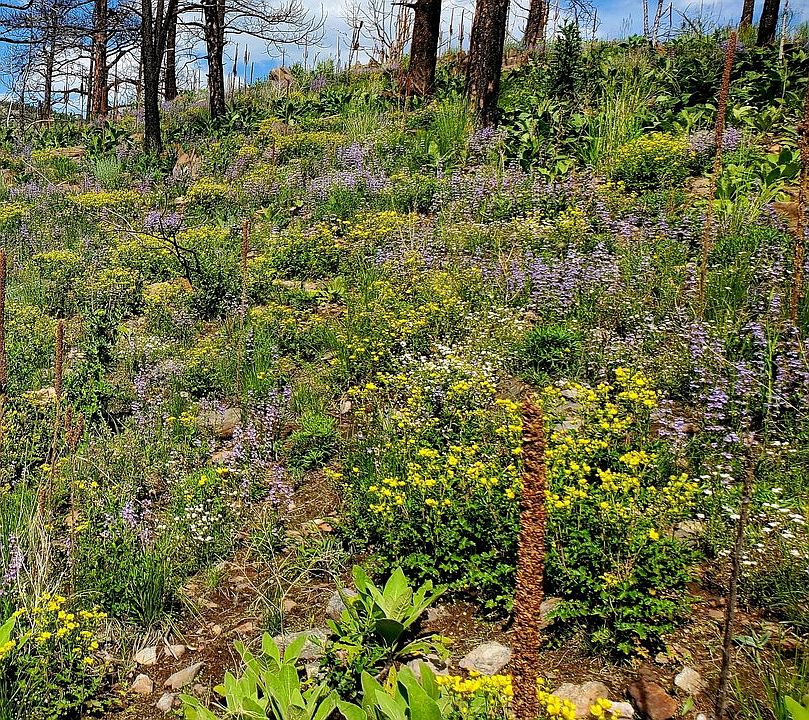 1st image of 957 Stringtown Gulch Rd