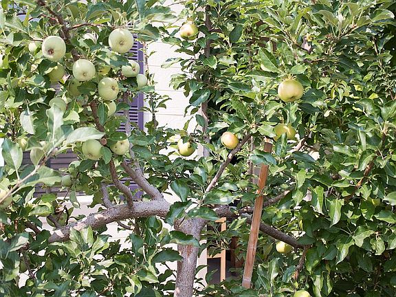 Apple tree with 4 varietals