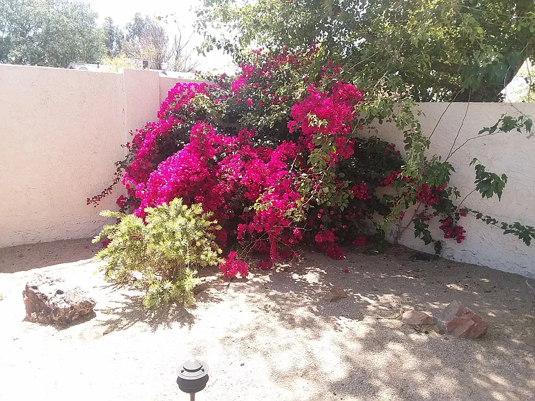 More landscaping in backyard.