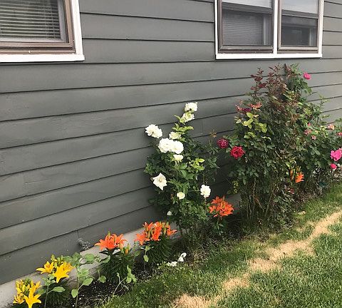 Front yard in spring/summer
