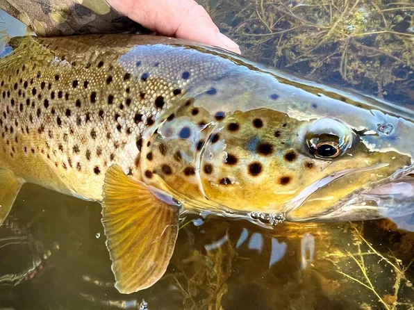 1921 HWy 9, Kremmling, CO 80459