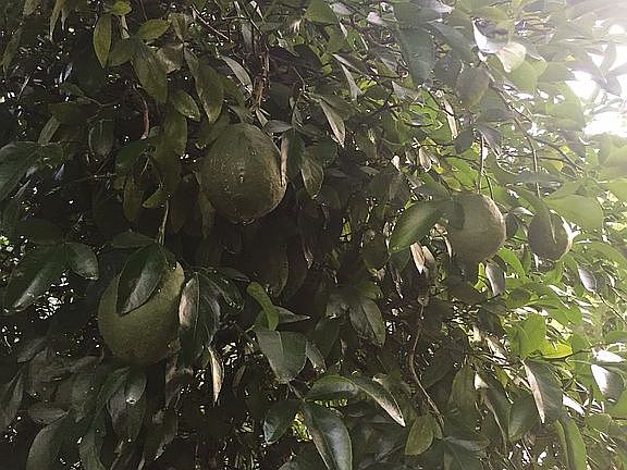Mature Lemon tree