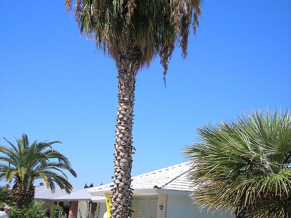 Nice Palm