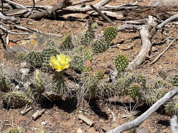 tbd Off NM 518 Lot 18, Ranchos de Taos, NM 87557