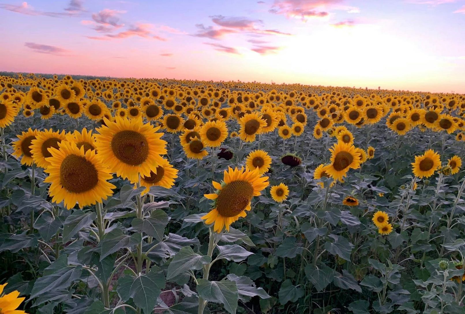 Within Minutes to Local Farms