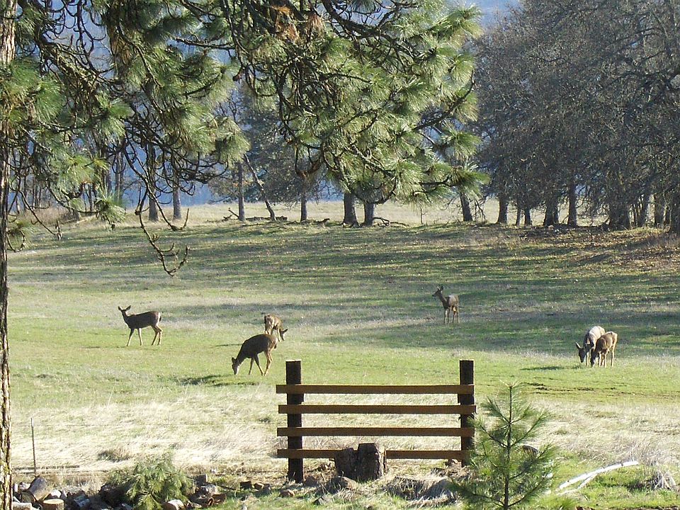 Bambi likes company