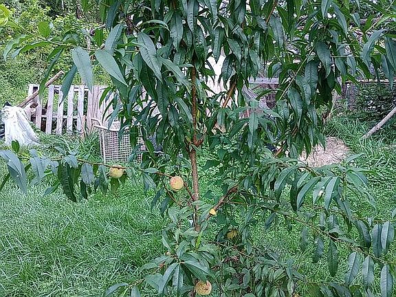 Peaches 