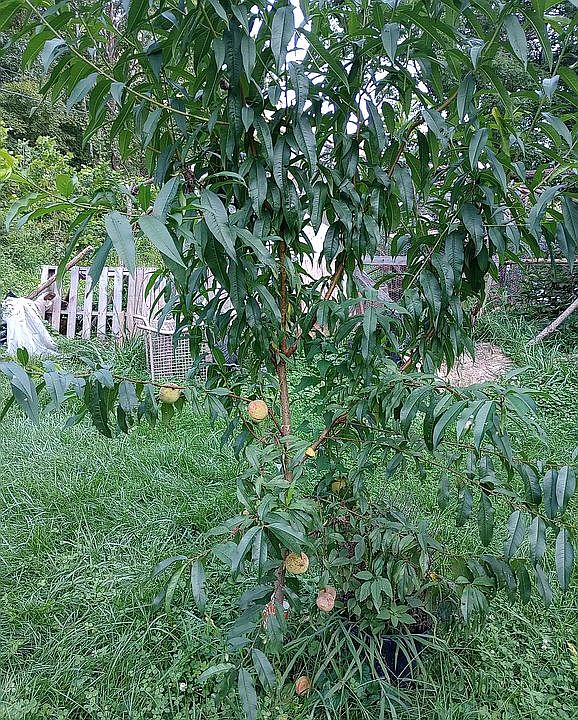 Peaches 